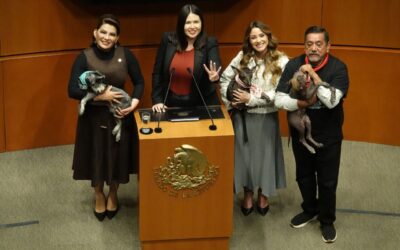 Senado aprueba reforma que eleva a rango constitucional la protección animal