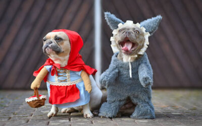 Perritos laguneros buscarán un hogar amoroso este domingo en el Croquetón