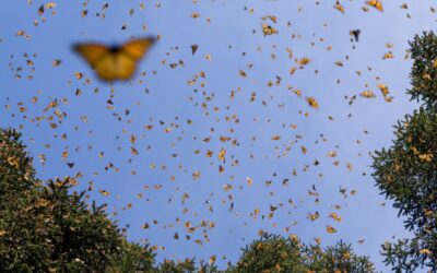 Mariposas monarca duplican su presencia en bosques de hibernación mexicanos