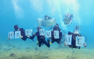 Activistas y residentes ‘meten freno’ al cuarto muelle para cruceros en Cozumel