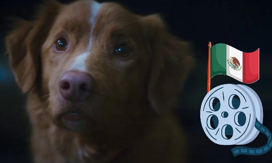 ¿Se estrenará la película de terror Good Boy en México?