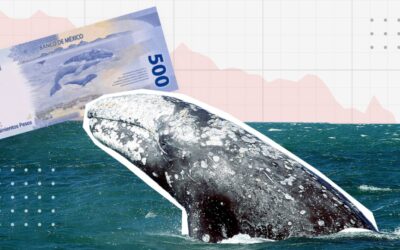 SOS: La ballena gris, la del billete, lucha por sobrevivir en Baja California