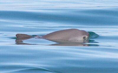 Autoridades alistan censo de vaquitas marinas, especie en peligro de extinción