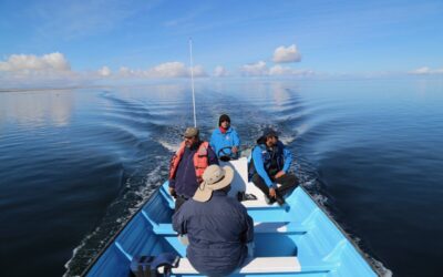 Urgen acciones para salvar a la ballena gris: «Requerimos el compromiso de todos»