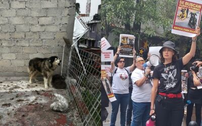 Aunque es delito, el maltrato animal persiste en la Ciudad de México