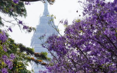 Tláhuac, Venustiano Carranza e Iztacalco, alcaldías con menos árboles en CDMX