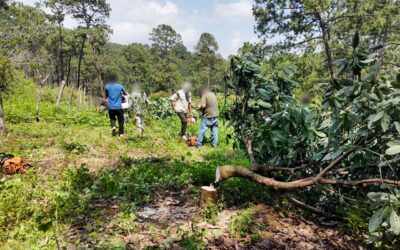 Golpe histórico al aguacate ilegal en Michoacán; Gobierno retira miles de plantas y árboles irregulares