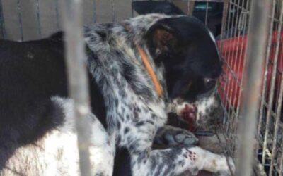 Reportan dos ataques de perros: una mujer en CDMX pierde el brazo y una bebé muere en Tamaulipas