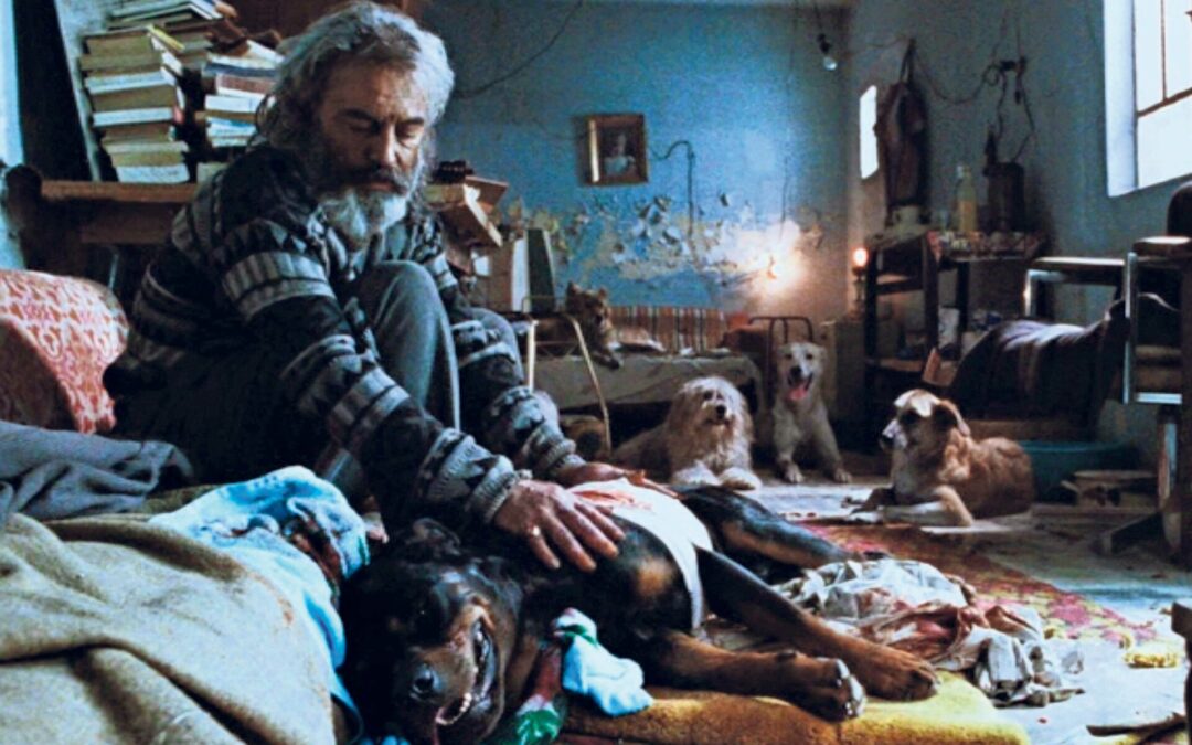 Regresa a La Laguna ‘Amores Perros’, ¿en qué cines proyectarán la película?