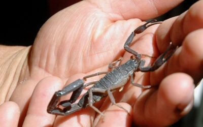 Muere niña por picadura de alacrán en Hermosillo, Sonora; IMSS admite que hospital no tenía el antídoto