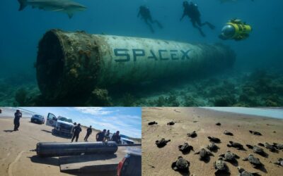Basura de SpaceX en Tamaulipas amenaza el ambiente y a la tortuga lora