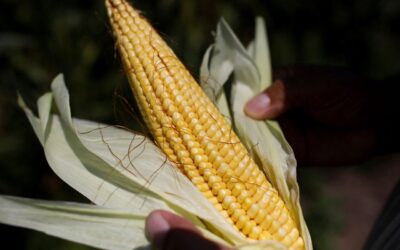 Anuncian paro nacional de agricultores en varios estados del país