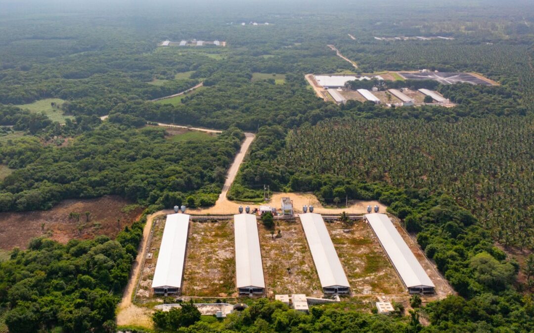Megaproyectos ponen en «fuego cruzado» a la Selva Maya; piden frenar devastación