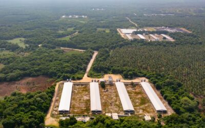 Megaproyectos ponen en «fuego cruzado» a la Selva Maya; piden frenar devastación