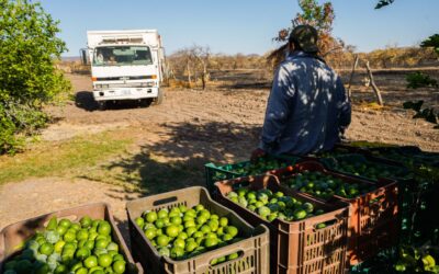 Líder de limoneros de Michoacán es asesinado; encabezó denuncia contra extorsiones