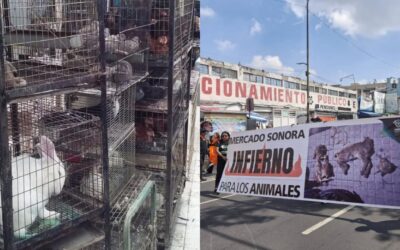 ¿Qué plantea la iniciativa para regular la venta y exhibición de animales en la CDMX?