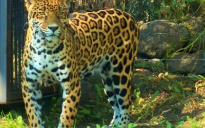 Proyecto inicia pruebas de ADN en jaguares para lograr su reproducción en cautiverio