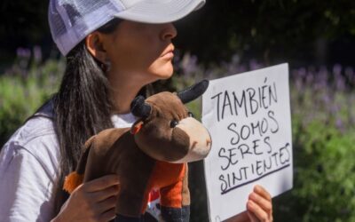 Querétaro, Nuevo León y San Luis avanzan en leyes contra el maltrato animal