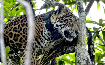 Comercio ilegal del jaguar, símbolo del Mundial 2026, se mantiene en plataformas y redes