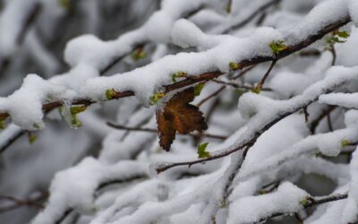 Autoridades piden estar alertas ante fuertes lluvias y nevadas en los estados