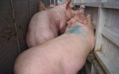 Profepa intenta frenar impactos ambientales de granjas porcícolas en Yucatán