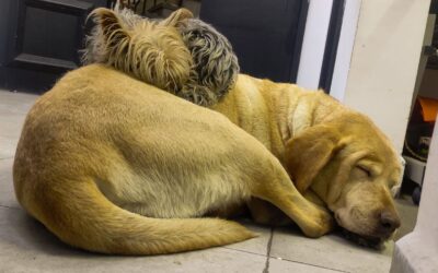 CDMX va por albergue para 600 perros, veterinarias en las Utopías y nuevo hospital