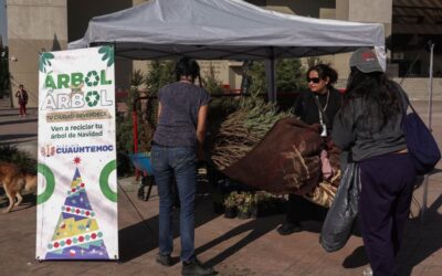 Más de 34,000 plantas ornamentales, el incentivo con el que la CDMX busca rescatar árboles de Navidad