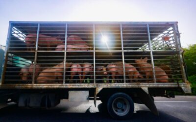 Mega granjas porcícolas: la amenaza que pone en riesgo el agua en Yucatán