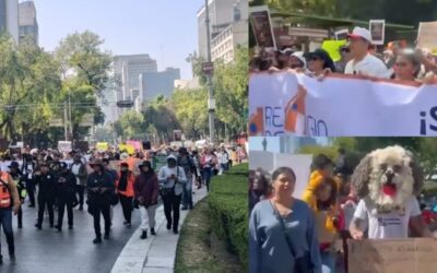 «No fue rescate, fue despojo», reclaman animalistas en CDMX