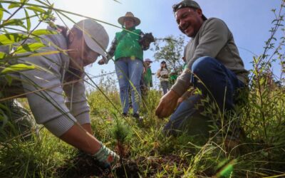 Ocho estados arrancan restauración ambiental en 9.2 millones de hectáreas en el occidente de México