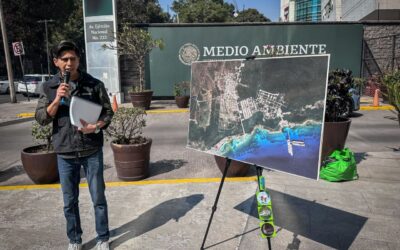 Perfect Day México: empresa promete restauración ambiental ante críticas por remoción de manglar