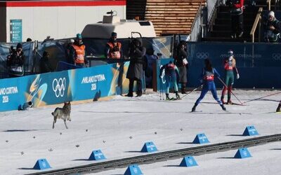 un perro «compitió» en los Juegos Olímpicos de Invierno