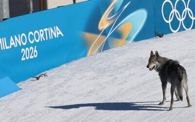 Incidente curioso: perro en Juegos Olímpicos de Invierno
