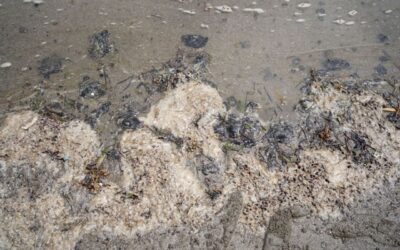 Vivir en zonas contaminadas en México “es perder el derecho a morir de viejo”, alerta la ONU