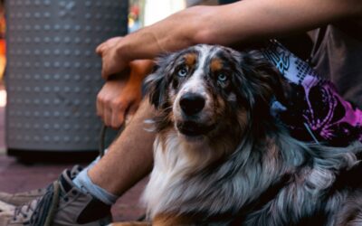 Congreso de CDMX propone hasta 36 horas de arresto a quien pasee a su perro sin correa