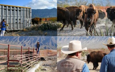 El regreso del bisonte a México: cómo 23 ejemplares iniciaron un modelo de restauración ecológica
