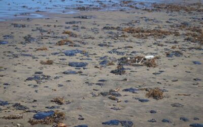 Un buque y dos chapopoteras naturales causan contaminación en costas de Tabasco y Veracruz