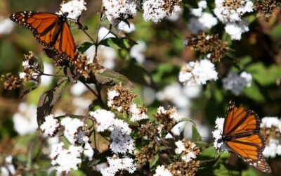 Ocupación de la mariposa monarca en México crece 64% en la temporada 2025-2026