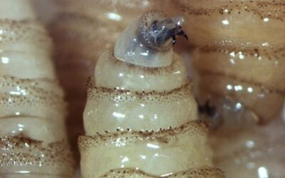 Los casos de miasis en humanos por gusano barrenador suman 204 y se extienden a 12 estados