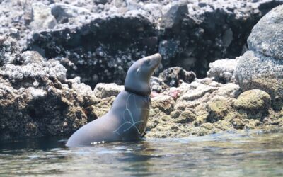 Redes »fantasma» de pesqueros ponen en riesgo a lobos marinos en las costas mexicanas