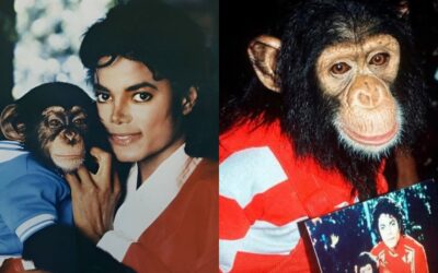¿Qué le pasó a Bubbles, el chimpancé que Michael Jackson adoptó?
