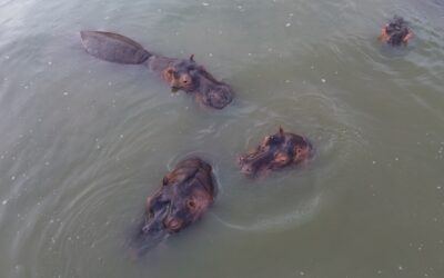 Asociación mexicana alza la voz y pide frenar el ‘sacrificio’ de hipopótamos en Colombia