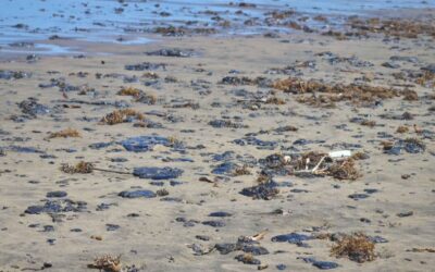 Qué falló en Pemex: las claves detrás de la fuga que provocó el derrame en el Golfo