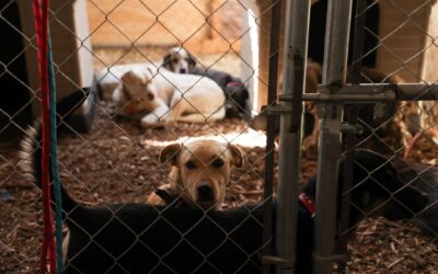 Muerte de más de 10,000 perros en Tecámac genera investigación y pone senadora morenista bajo la lupa