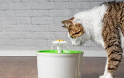 Claves para lograr que tu gato beba más agua y evitar problemas renales