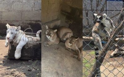 Un tigre cachorro, pumas y lémures son rescatados de domicilio en Edomex
