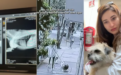 Fernanda Blaz informa que su perrita está fuera de peligro tras caída