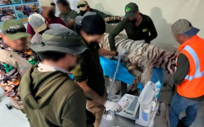 Ley Kenzo: la propuesta que busca prohibir la reproducción comercial de grandes felinos en México