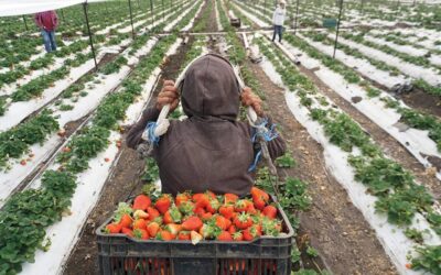 La revisión del T-MEC cambia las reglas para los agroexportadores de México