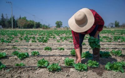México investiga con EU brote de ciclosporiasis ligado a lechuga iceberg